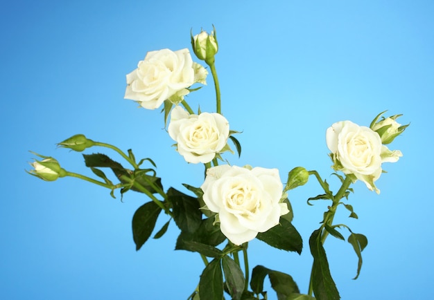 Beautiful white roses on blue background closeup