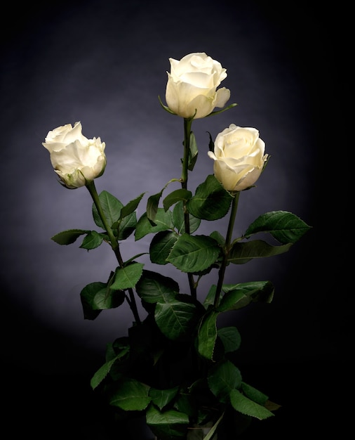 暗い背景の美しい白いバラ
