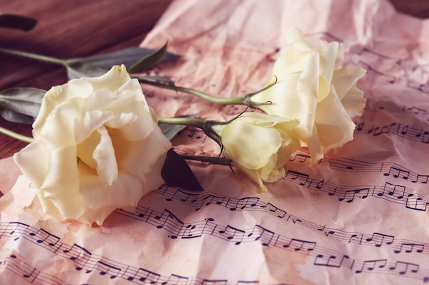 Фото Красивые белые розы на фоне страниц музыкальных нот