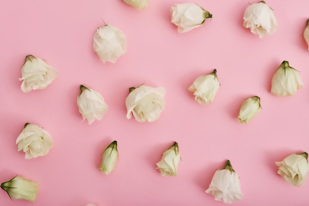 Beautiful white roses on pink table