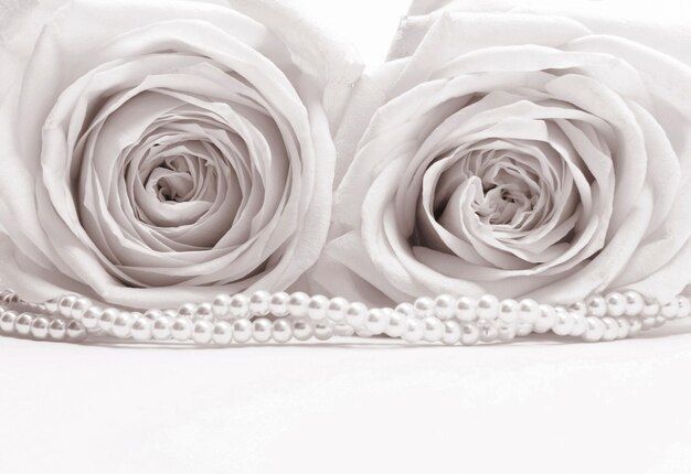 Beautiful white roses toned in sepia as wedding background Soft focus Retro style