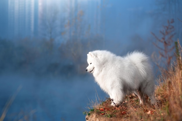 A beautiful white Samoyed dog in the autumn forest