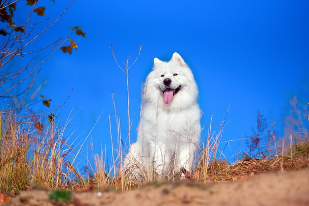 A beautiful white Samoyed dog in the autumn forest