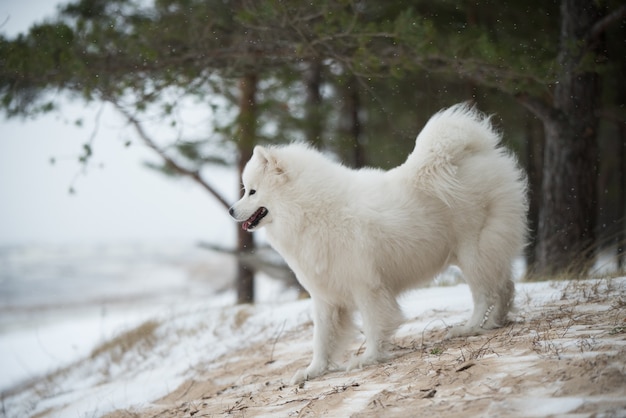 美しい白いサモエド犬は雪の上にありますサウルクラスチビーチラトビアの白い砂丘