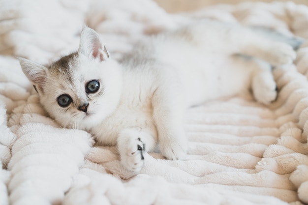 Photo beautiful white scottish kitten on a white plush blanket. high quality photo