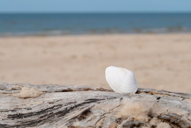 Bella conchiglia di mare bianco nella sabbia in una giornata di sole in spiaggia.