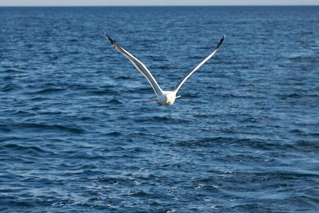 Красивая белая чайка, расправив крылья, летит над поверхностью моря