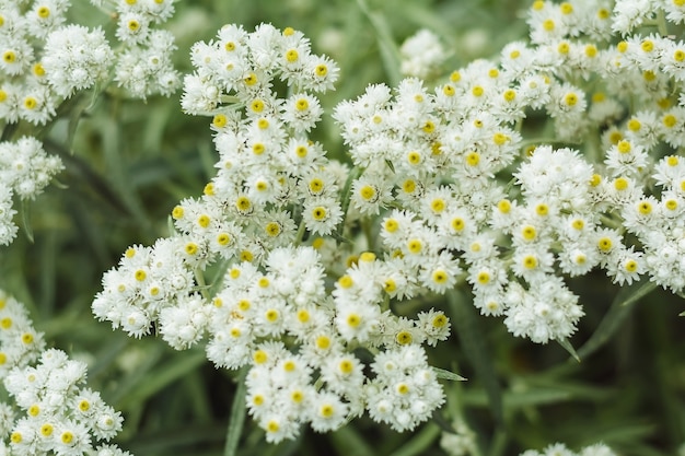 Beautiful white small flowers in summer