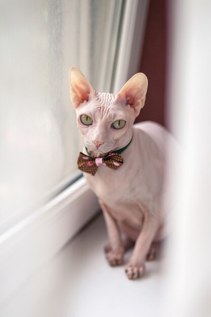 Beautiful white sphinx cat sitting on a white window