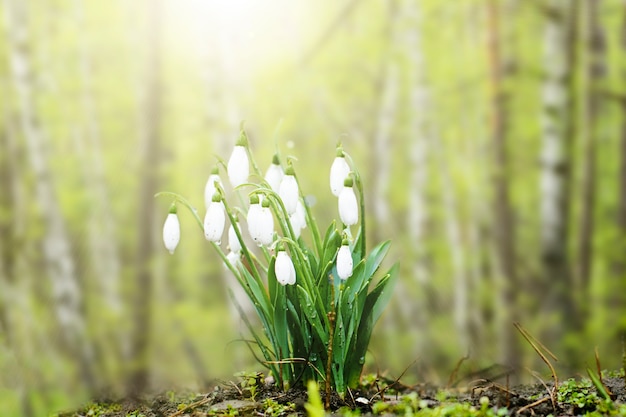 写真 日当たりの良い森の美しい白い春スノードロップのクローズアップ。春の時間。