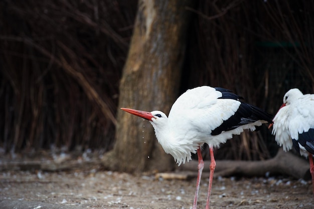 Beautiful white stork