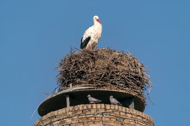 Beautiful White storks (Ciconia ciconia) build a nest.