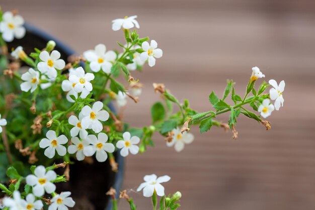 通りの風景の背景をぼかした写真の植木鉢に美しい白い通りの花