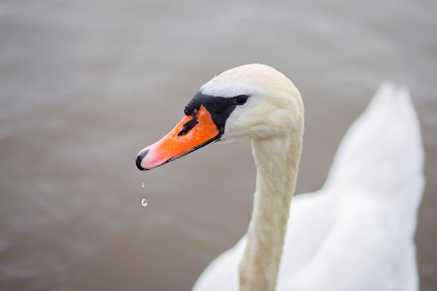 The beautiful white swan floats on water in the lake. Head of a bird close up