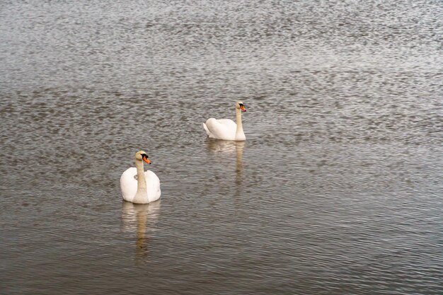 A beautiful white swan is floating on the water A swan is swimming in the lake There are large birds on the surface of the water