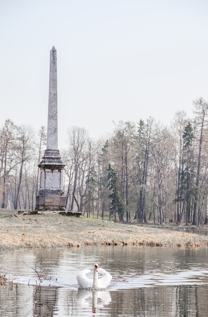 Красивый белый лебедь на озере. Водоплавающие. Белая птица.