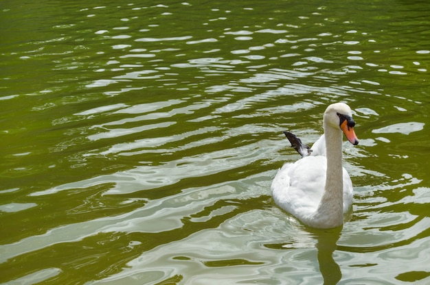 Beautiful white swan in the lake