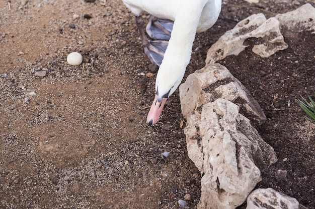 Beautiful white swan in a sunny day