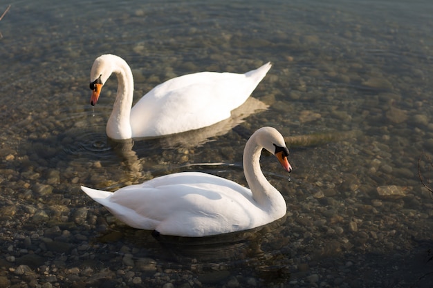 A beautiful white swan swims in a pond