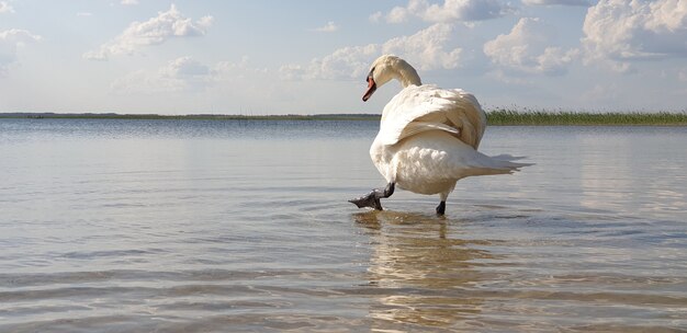 Beautiful white swan walks through the shallow water of a clean fresh lake and drinks water