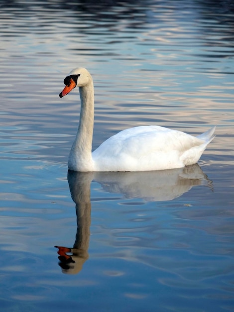 Beautiful white swan on the water with reflection