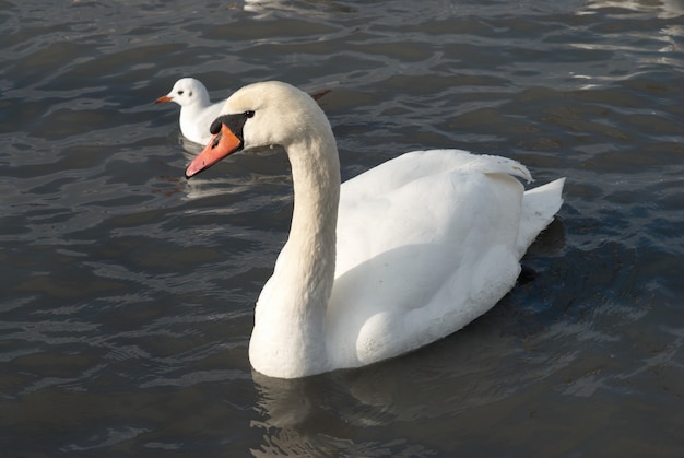 Beautiful white swan on water