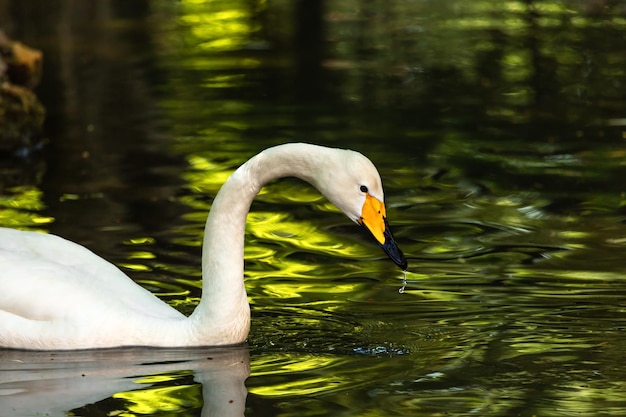 A beautiful white swan on the water