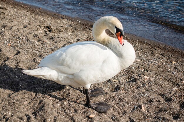 Beautiful white swan with a scenic afternoon golden light on the lake Bracciano, near Rome, Italy