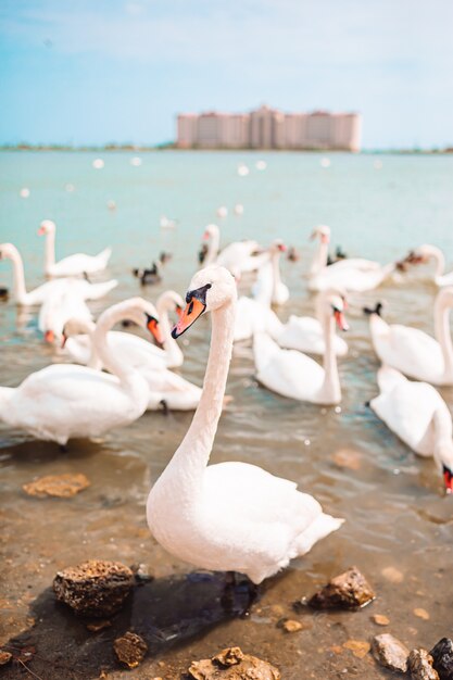 Beautiful white swans and ducks on the lake