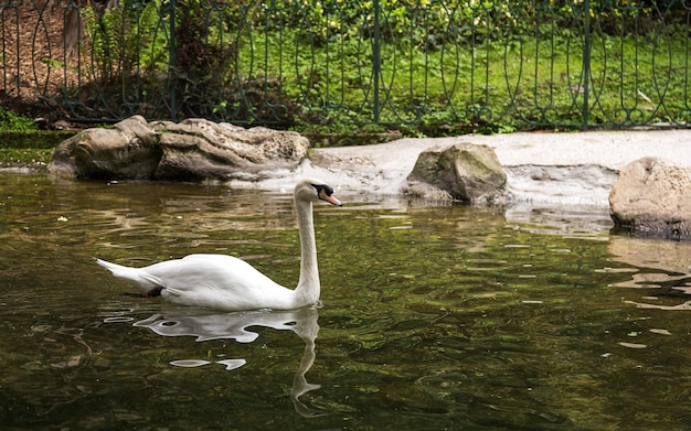 Beautiful white swans floating