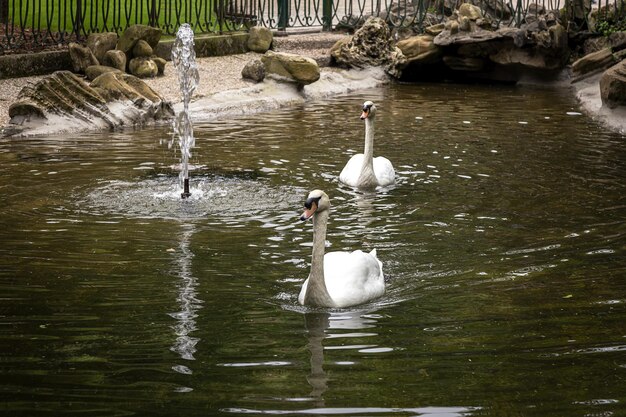 Beautiful white swans floating