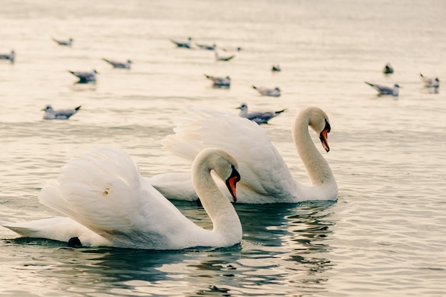 Фото Красивые белые лебеди в воде