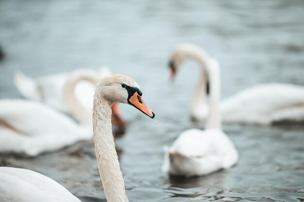 Beautiful white swans on the lake