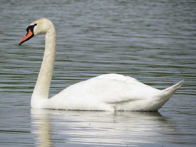 Beautiful white swans swim on the lake