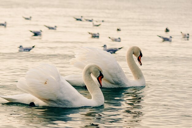 Beautiful white swans in the water