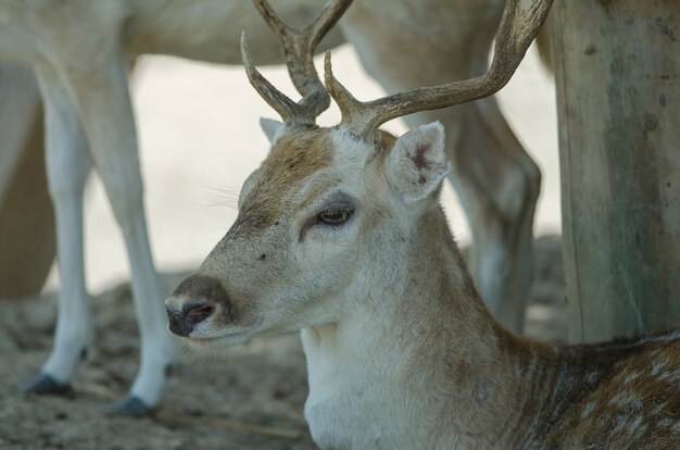 Bei cervi fawn della coda bianca in azienda agricola, tailandia