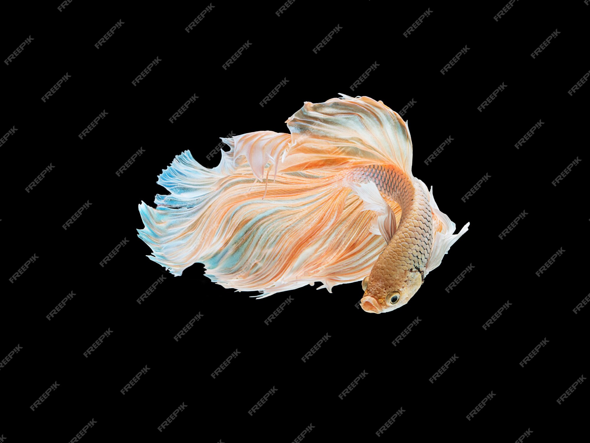 Black Background Is Shown In Close Up On The Face Of A Fish, Blob Fish  Pictures Background Image And Wallpaper for Free Download