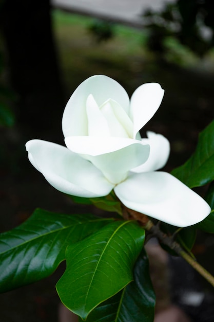 美しい白い熱帯の花マグノリアクローズアップ垂直写真