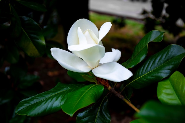 美しい白い熱帯の花のマグノリアがクローズアップ