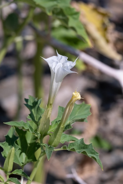 Photo a beautiful white trumpet shaped flower of hallucinogen plant devil's trumpet