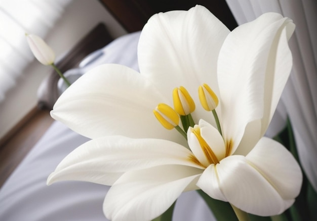 красивый белый цветок тюльпана