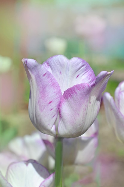 背景がぼやけた庭の美しい白いチューリップの花