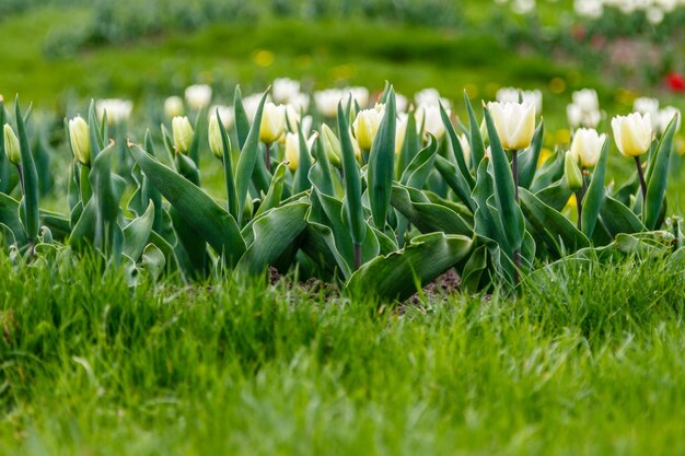 Beautiful white tulips on a background of green grass