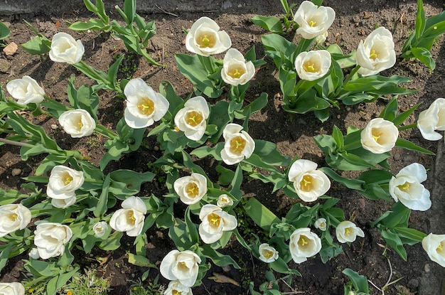 В саду зацвели красивые белые тюльпаны