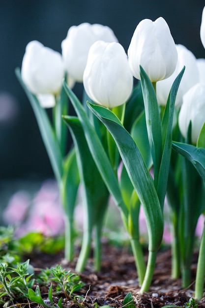 Beautiful white tulips flower in nature garden