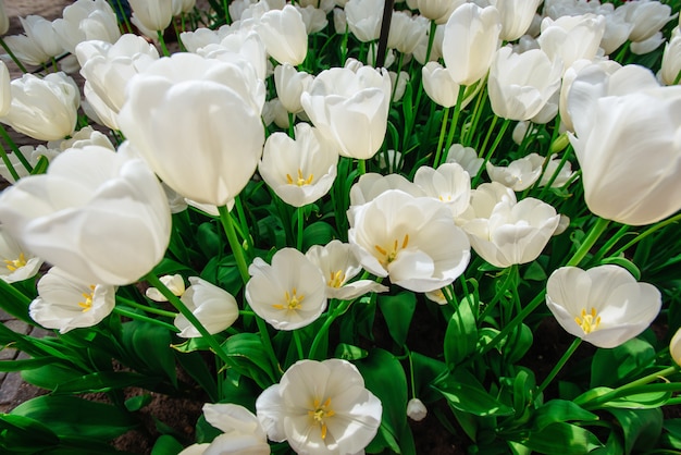 Beautiful white tulips flowerbed closeup. 