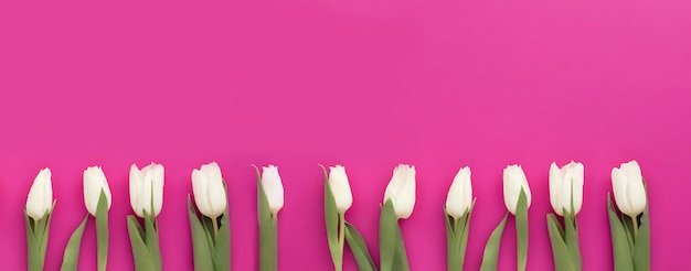 Photo beautiful white tulips on pink background