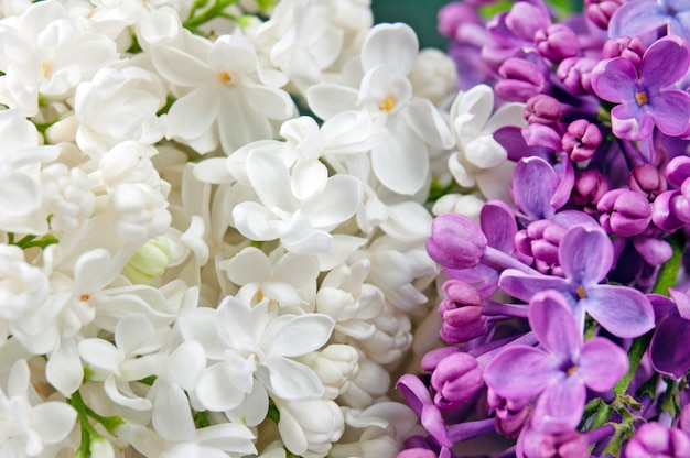 Beautiful white and violet lilac background