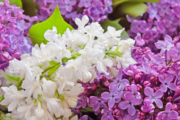 Bellissimo fiore lilla bianco e viola