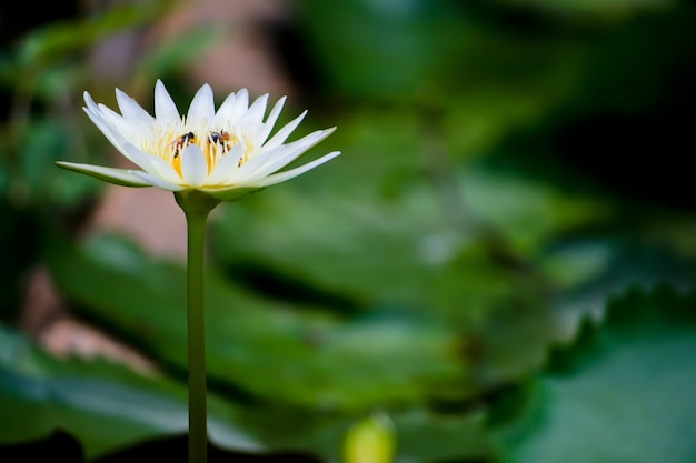 Un bello bianco waterlily o fiore di loto con l'ape